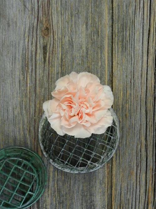 NOVIA  PEACH CARNATIONS